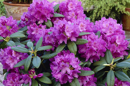 Clusters of purple flowers on Rhododendron 'Catawbiense Grandiflorum'.