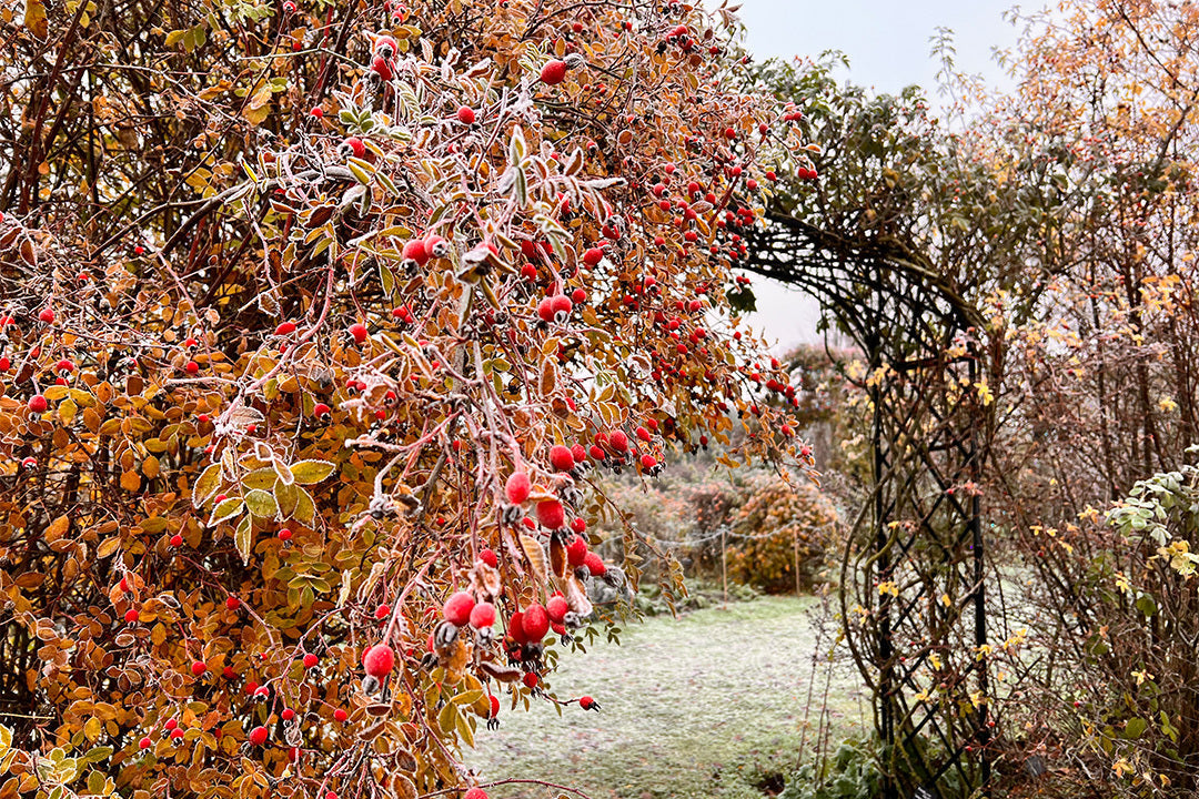Rosehips in a winter garden.