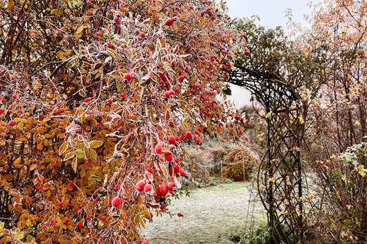 Rosehips in a winter garden.