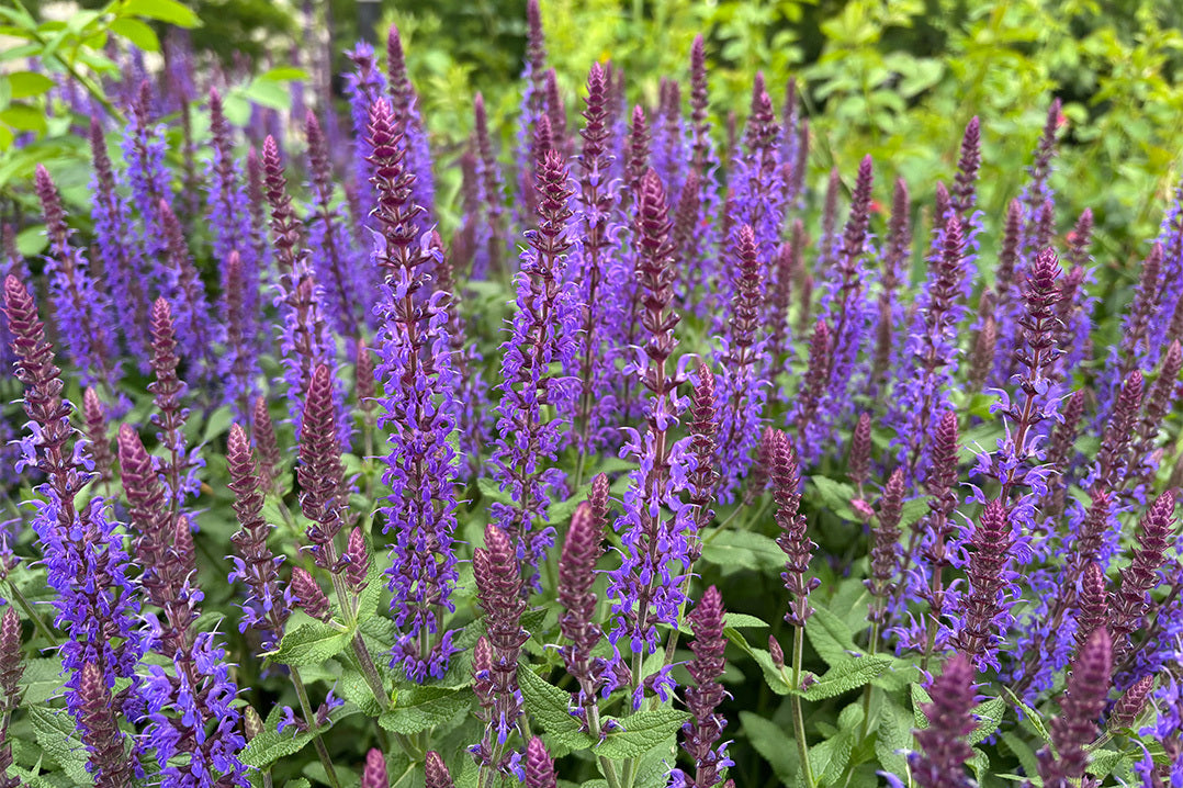 Salvia nemerosa 'Caradonna' has spikes of violet flowers above mid-green foliage. This ornamental salvia is a popular addition to cottage gardens and contemporary garden borders.