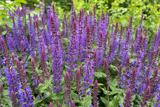 Salvia nemerosa 'Caradonna' has spikes of violet flowers above mid-green foliage. This ornamental salvia is a popular addition to cottage gardens and contemporary garden borders.