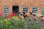 A colourful border of red, purple, pink and yellow flowers in front of a red-brick building with an open door and cottage-style windows. 
