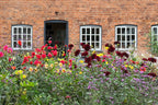 A colourful border of red, purple, pink and yellow flowers in front of a red-brick building with an open door and cottage-style windows. 