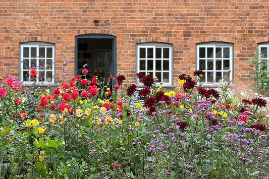 A colourful border of red, purple, pink and yellow flowers in front of a red-brick building with an open door and cottage-style windows. 