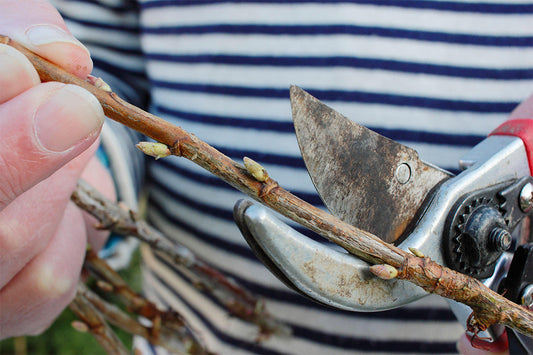 Close up of person wearing a blue and white striped top using secateurs to cut a woody stem off a dormant bush.
