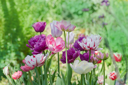 Stems of different tulip varieties, including purple, white, pink and pink and white flowers against a backdrop of greenery.