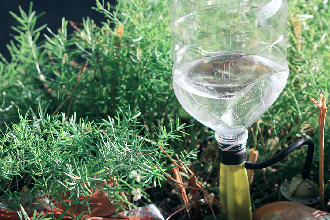DIY irrigation system for rosemary plants in pots, using a plastic bottle of water connected to a watering spike. 