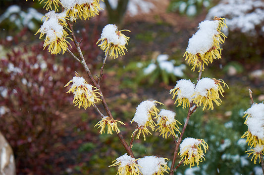 Close up of a witch hazel shrub with yellow flowers topped with snow.