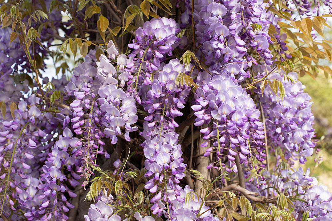 Close up of Wisteria sinensis 'Prolific', a Chinese wisteria with racemes of lilac purple flowers.