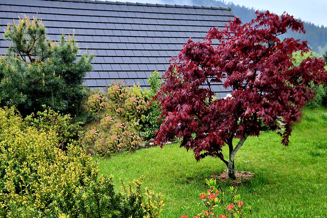 Acer 'Bloodgood', a purple-leaved variety, planted in a lawn behind a house. Around the lawn is a border of mature shrubs.