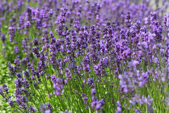How to Grow Lavender
