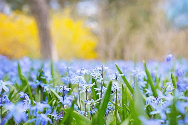 When To Plant Spring Bulbs