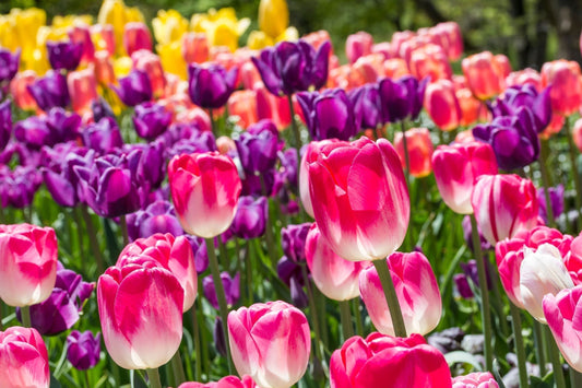 A vibrant garden bed filled with blooming tulips in pink, purple, and yellow.
