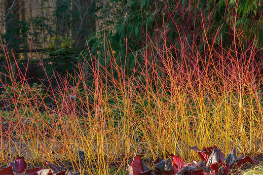 Cornus winter beauty showing off its bare, fiery orange-red stems against a backdrop of conifers.