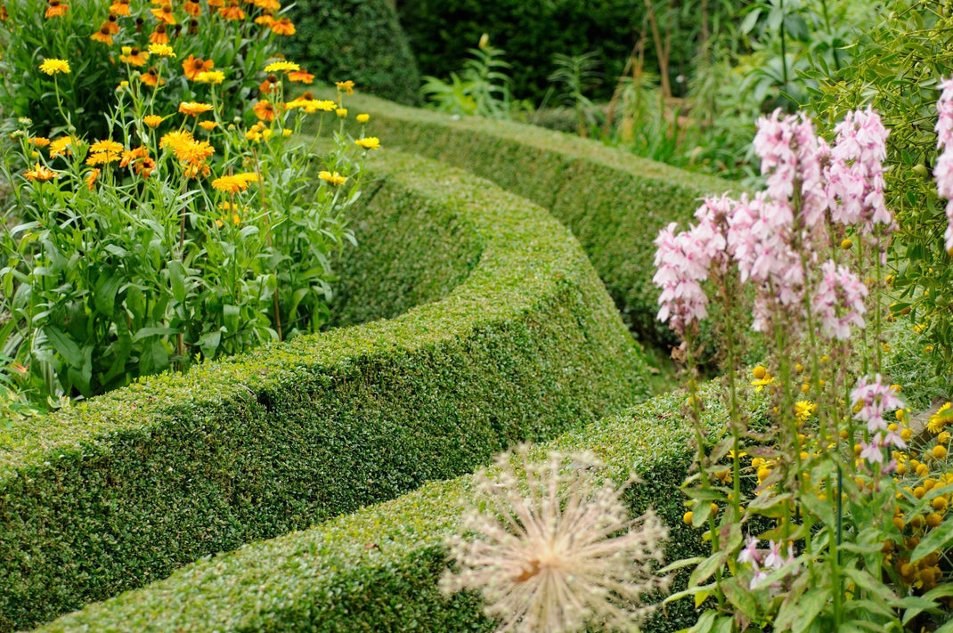 Common Hedge Rows Planting Single or Staggered Row Hedging Plants | Gardeners Dream