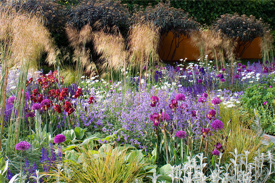 Nepeta, alliums and ornamental grasses thrive in the Daily Telegraph Garden.