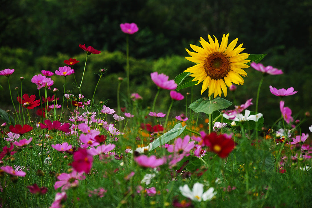 A lone sunflower rises above a bed of pink, red and white cosmos flowers.