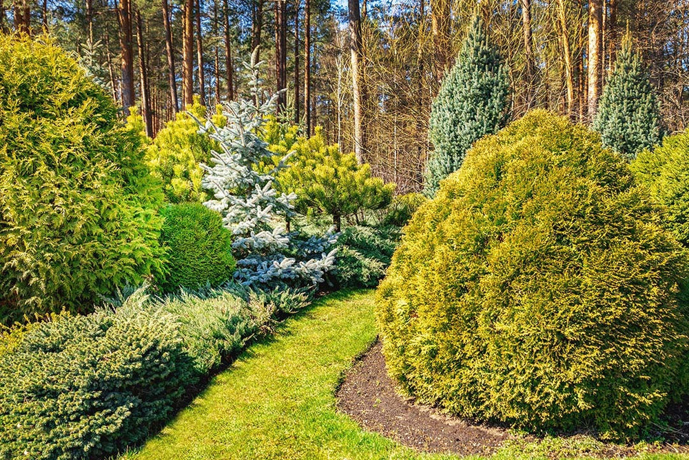 Conefer How To Grow Conifers | Gardeners Dream