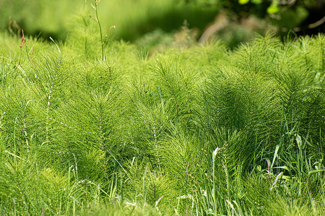 Horsetail Weed Gardeners Dream horsetail-weed-gardeners-dream