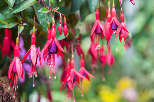 Pink and purple, bell-shaped fuchsia flowers.
