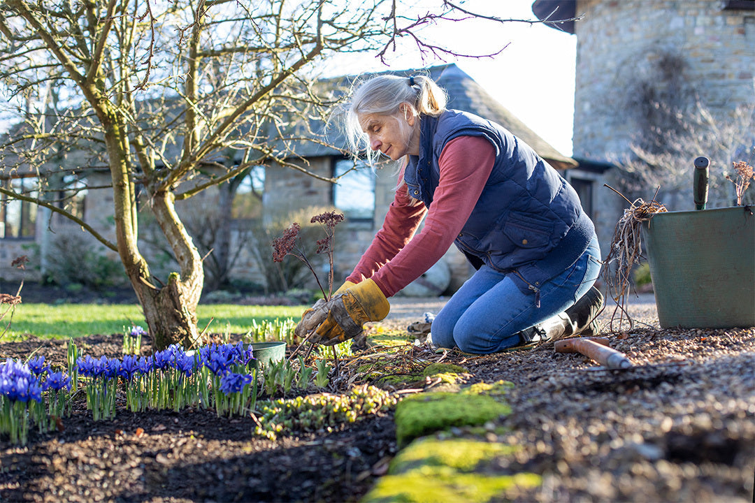 Older woman wearing gardening gloves cuts off a dead seedhead. She kneels in front of a flower bed with iris reticulata flowers and a bare deciduous shrub.