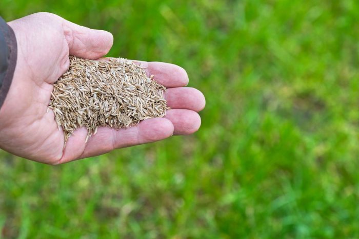 How To Sow Grass Seed | Gardeners Dream