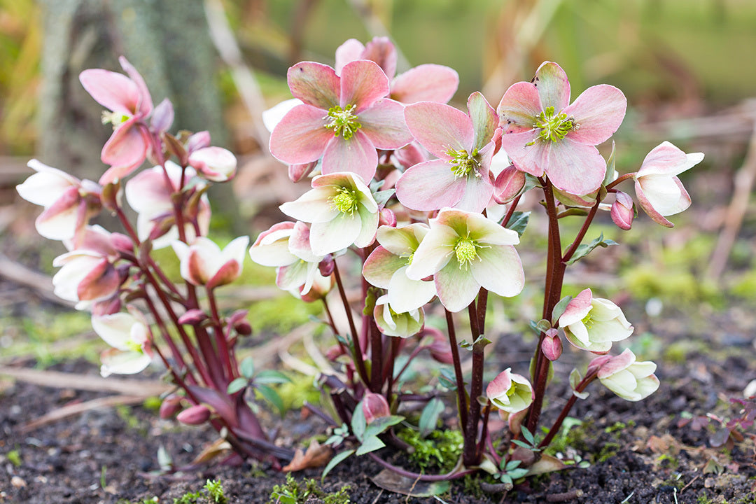 Close up of Helleborus 'Christmas Carol'. Pink and white flowers with green centres grow on deep red stems.