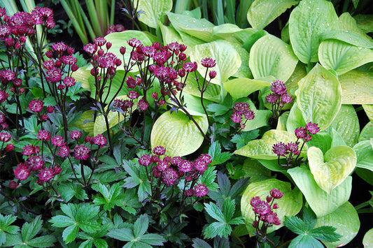 Astrantias with deep pink flowers grow next to a hosta with lime green leaves.