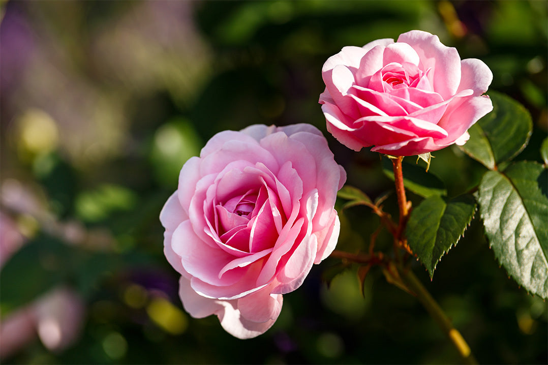 Two pink rose flowers grow on a bush with dark green leaves.