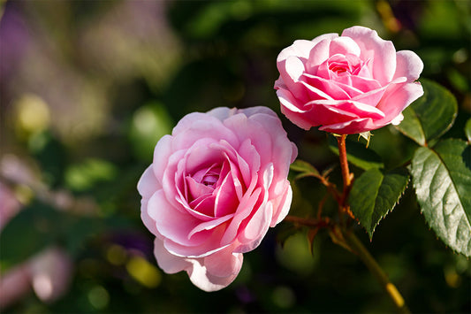 Two pink rose flowers grow on a bush with dark green leaves.