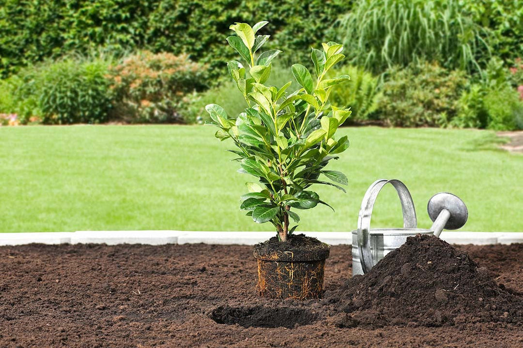 When To Prune A Laurel Hedge | Gardeners Dream