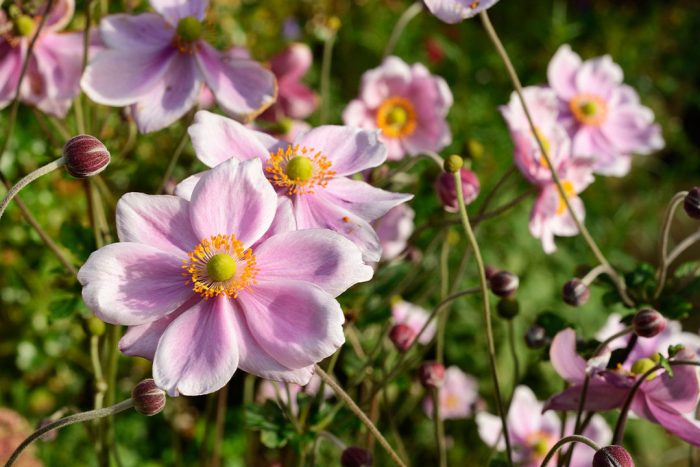 Japanese anemone (windflower) with pale pink petals surrounded bright yellow stamen. The flowers perch on wiry stems.