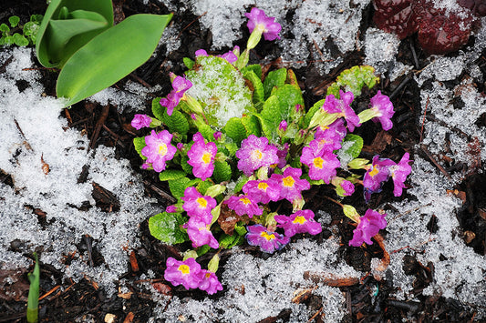 Pink primroses blooming, surrounded by a dusting of snow and ice.