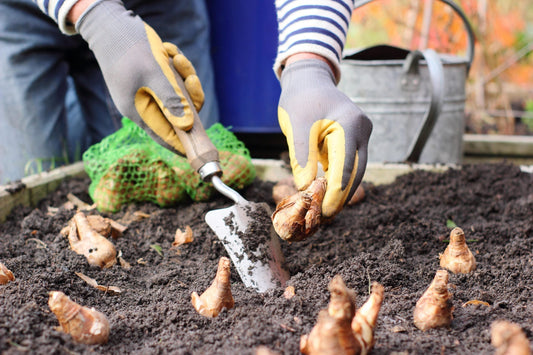Gardener planting bulbs in a planter. The gardener holds a bulb in one hand and a trowel in the other. The surface of the soil is scattered with bulbs. 