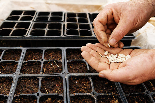 Close up of a person's hand. They're holding courgette (zucchini) seeds over a seed module tray filled with compost.