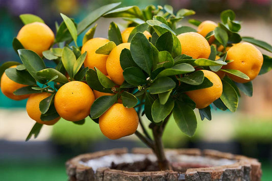 When To Plant and Prune Fruit Trees