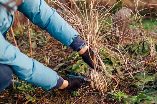 A gardener wearing a teal coat and black gloves cuts away old foliage from an ornamental grass.