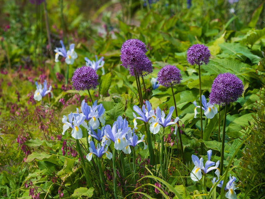 Small, purple alliums flowering with iris reticulata against a background of green foliage.