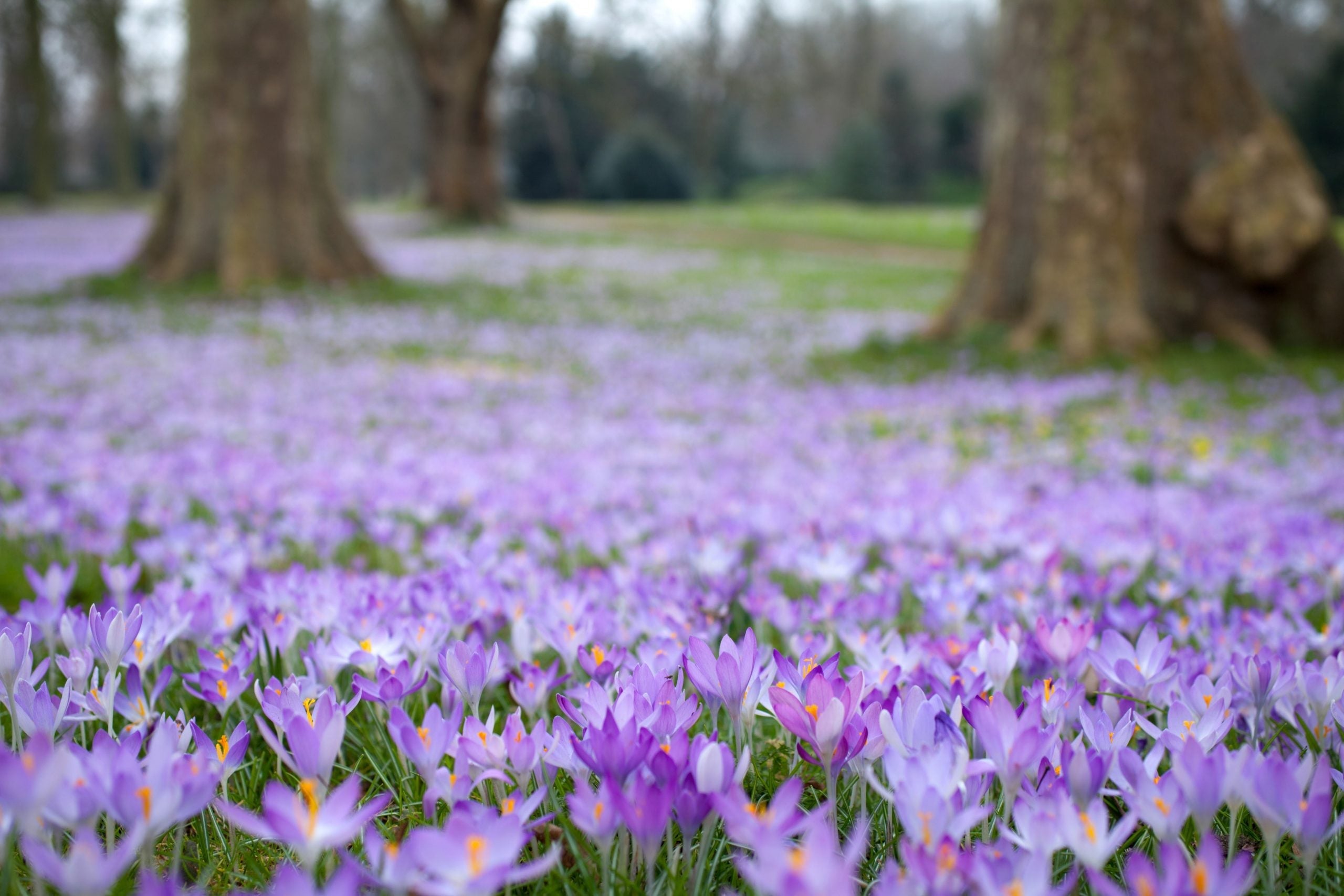 Top 10 Bulbs That Flower In Spring In The UK | Gardeners Dream