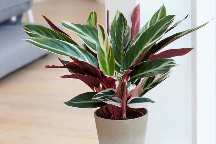 Mother's Day gift guide