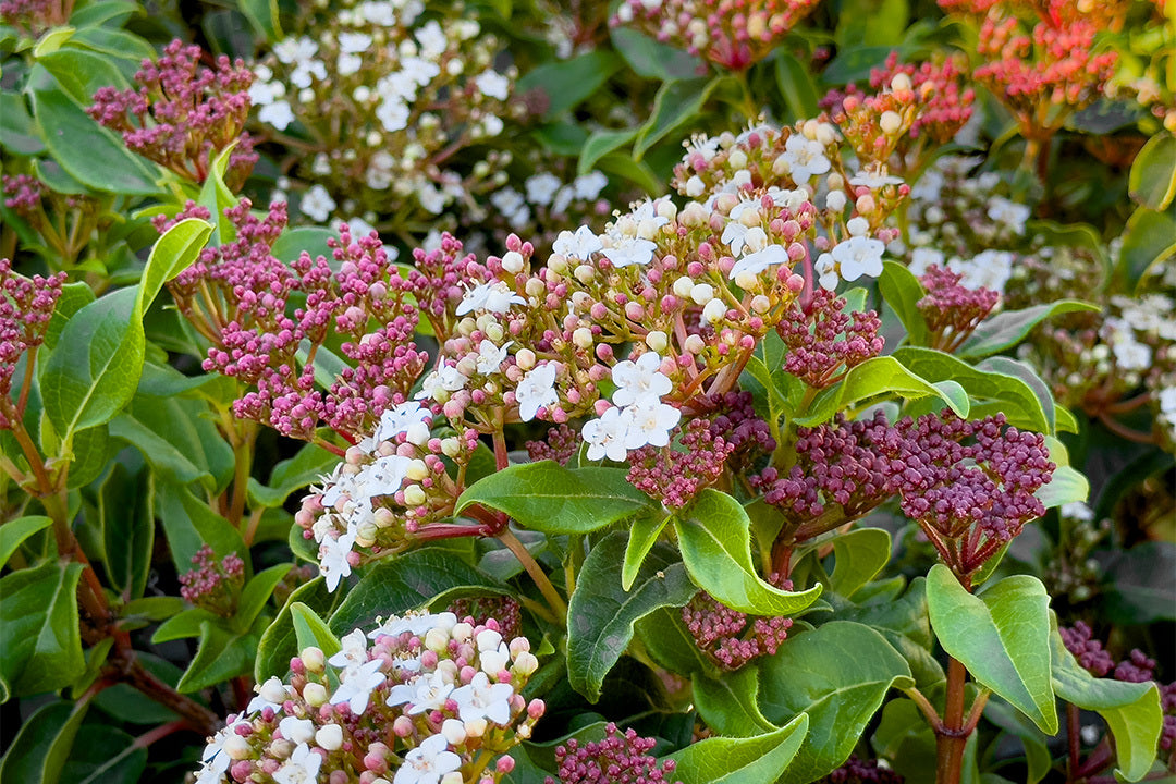 A close up of Vibernum tinus, showing the evergreen leaves, pink buds and small white flowers.