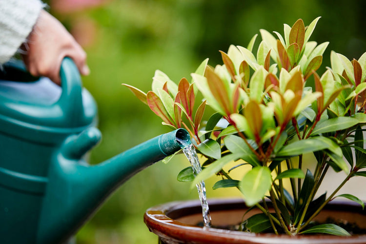 How Often To Water Garden Flowers | Gardeners Dream
