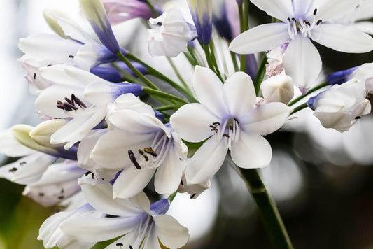 Close up of white flowers with purple throats on Agapanthus 'Twister'.