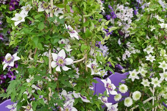 Cluster of clematis plants with white flowers growing up supports in front of a purple fence. 