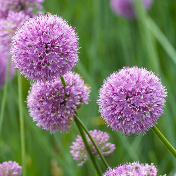 Allium Plants