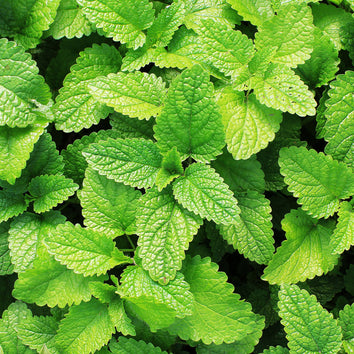 Mint Herb Plants