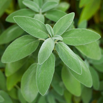 Sage Herb Plants