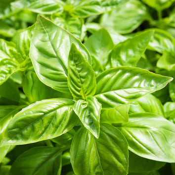 Basil Herb Plants