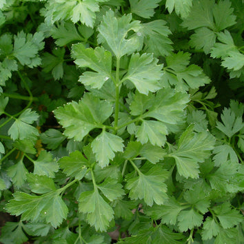 Parsley Herb Plants