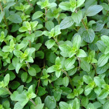 Oregano Herb Plants